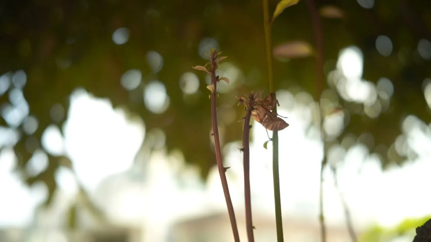 【誰のせい？　それはあれだ！　夏のせい🌿】