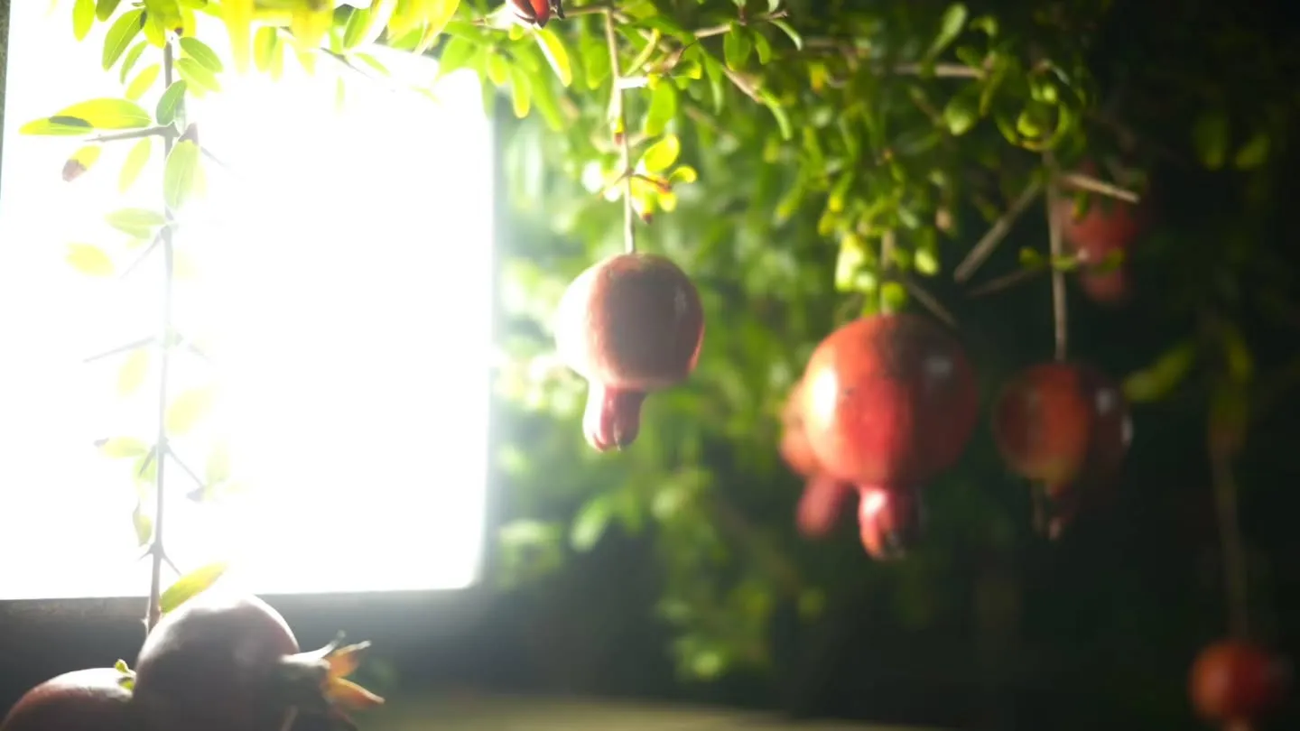 【夏の終わりのハーモニー🌿】