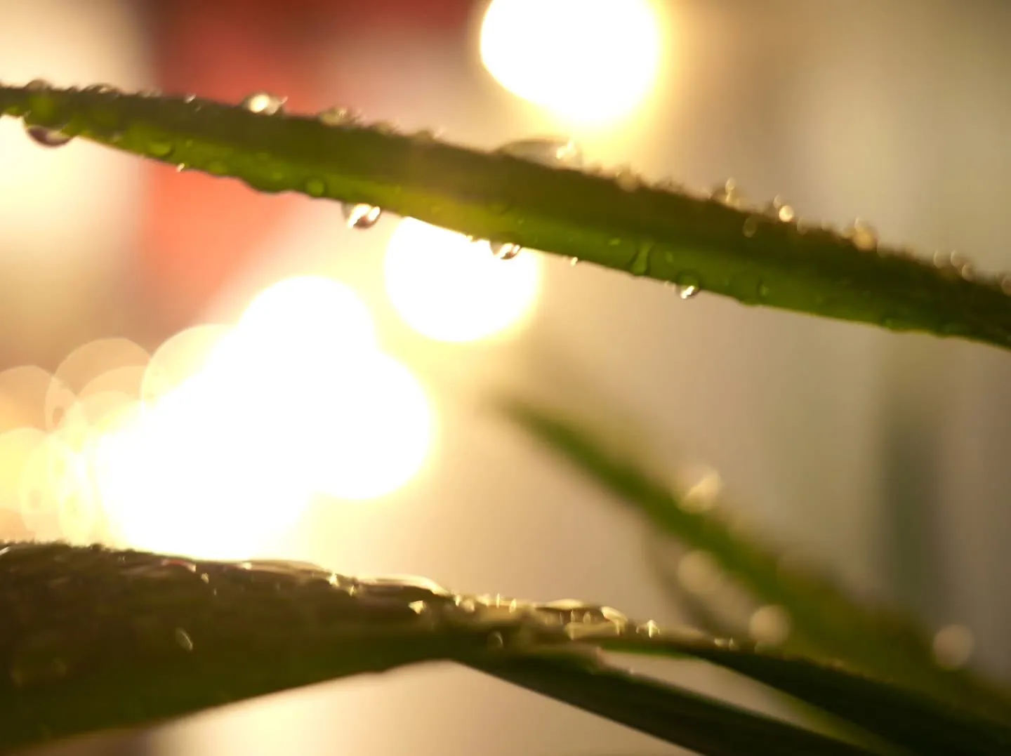 【6月/台風みたいな毎日🌿】